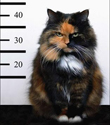 Thumbnail image for Repeat Offenders
